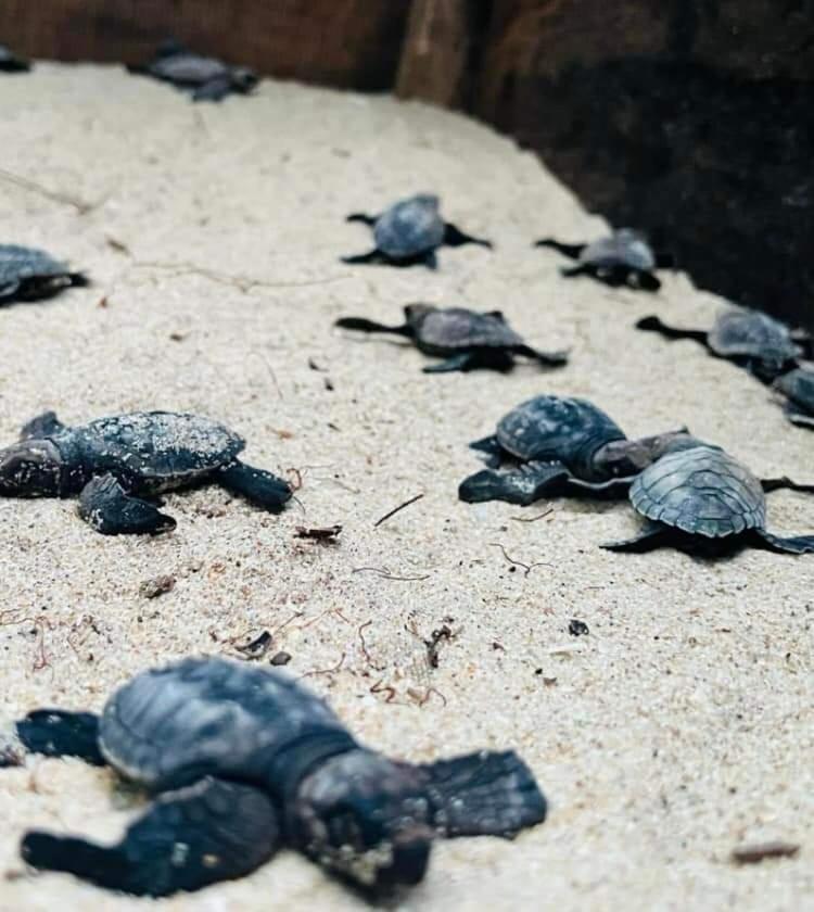 Jk House Turtle Point Hotel Dikwella Kültér fotó